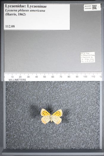 Media type: image;   Entomology 50269